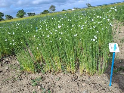 Click for 1 image(s) for this accession.